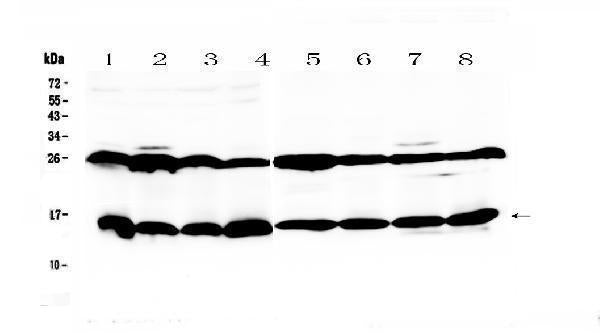 Anti-Galectin 1/Lgals1 Antibody Picoband®