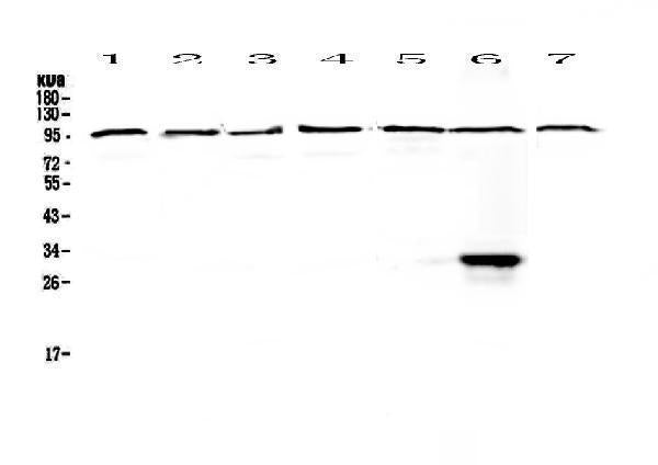 Anti-DGCR8 Antibody Picoband®