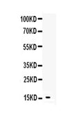 Anti-Leptin Antibody Picoband®