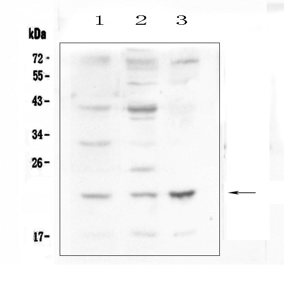 Anti-Leptin Antibody Picoband®