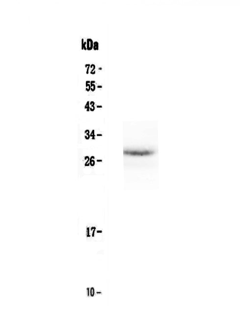 Anti-EPO Antibody Picoband®