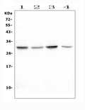 Anti-Erythropoietin EPO Antibody Picoband®
