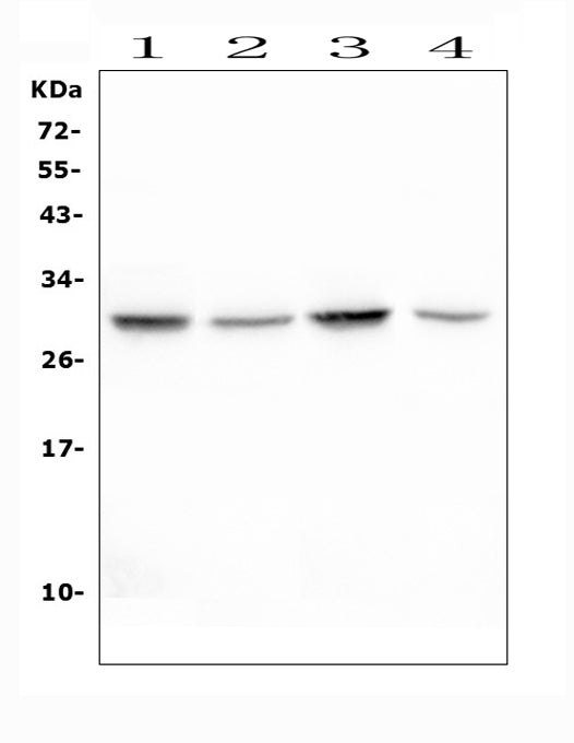 Anti-Erythropoietin EPO Antibody Picoband®