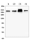 Anti-Filamin A/FLNA Antibody Picoband®
