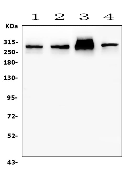 Anti-Filamin A/FLNA Antibody Picoband®