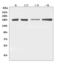 Anti-DCC Antibody Picoband®