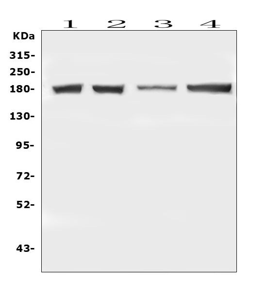 Anti-DCC Antibody Picoband®