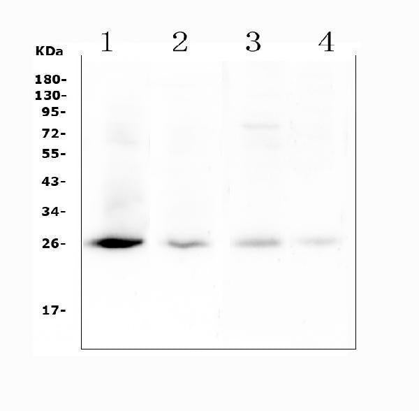 Anti-TIMP1 Antibody Picoband®