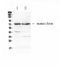 Anti-ADAM10 Antibody Picoband®
