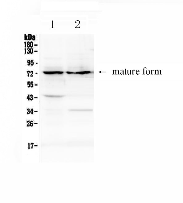 Anti-ADAM10 Antibody Picoband®