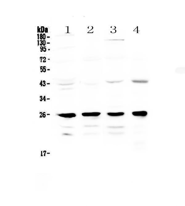 Anti-GSTM1 Antibody Picoband®