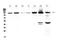 Anti-Eph receptor A2/EPHA2 Antibody Picoband®