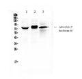 Anti-ADAM17 Antibody Picoband®