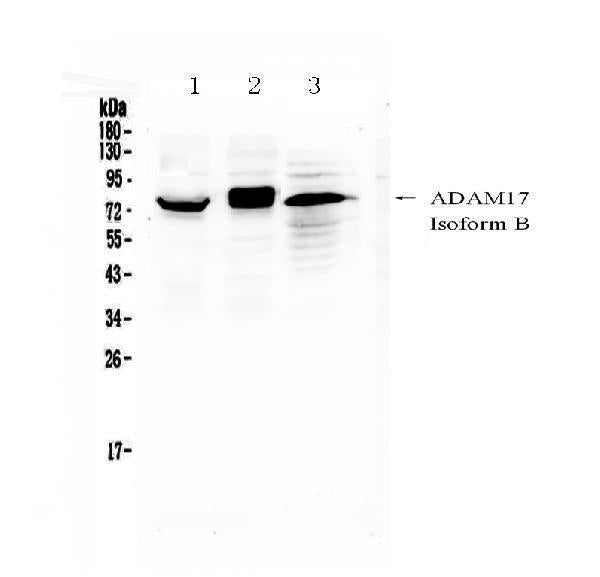 Anti-ADAM17 Antibody Picoband®