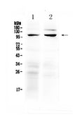 Anti-TRPC6 Antibody Picoband®