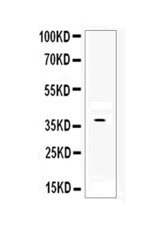 Anti-DKK1 Antibody Picoband®