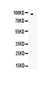 Anti-CD62L/SELL Antibody Picoband®