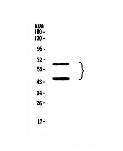 Anti-TIM 3/HAVCR2 Antibody Picoband®
