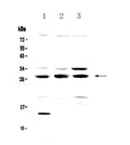 Anti-TPMT Antibody Picoband®
