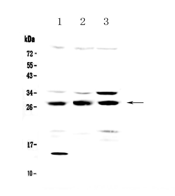 Anti-TPMT Antibody Picoband®