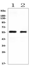 Anti-Cytochrome P450 2E1/CYP2E1 Antibody Picoband®