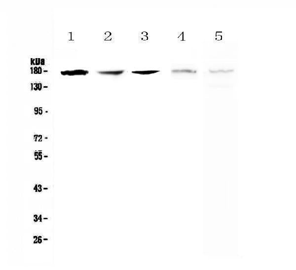 Anti-IRE1/ERN1 Antibody Picoband®