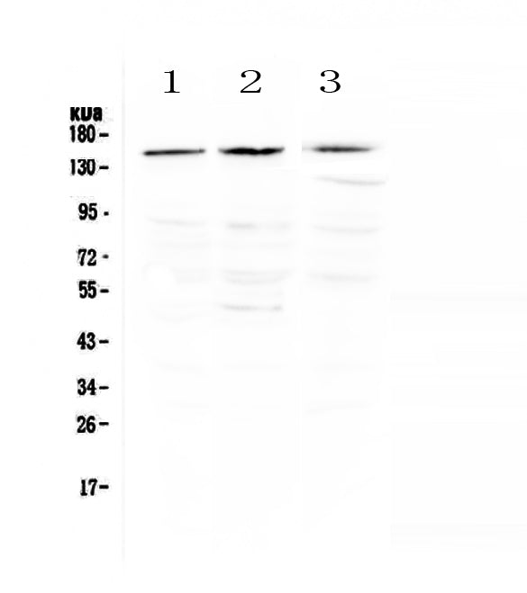 Anti-TrkA/NTRK1 Antibody Picoband®