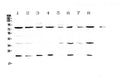 Anti-MRE11/MRE11 Antibody Picoband®