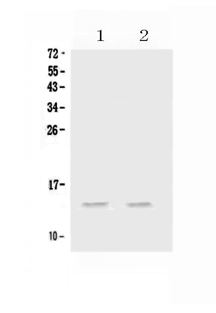 Anti-MIP-3 Alpha/CCL20 Antibody Picoband®