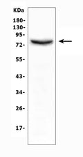 Anti-Moesin/MSN Antibody Picoband®