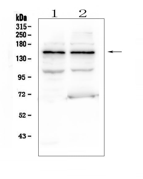 Anti-KCNH2 Antibody Picoband®