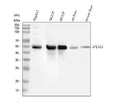Anti-Fibrinogen gamma chain/FGG Antibody Picoband®