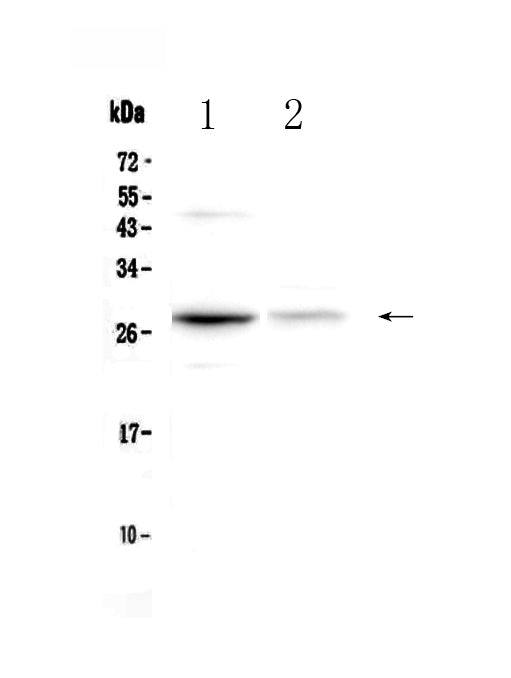 Anti-Oncostatin M/Osm Antibody Picoband®