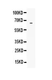 Anti-LBP Antibody Picoband®