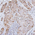 Anti-PKC delta/PRKCD Antibody Picoband®
