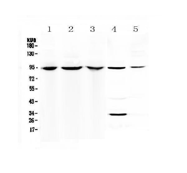 Anti-Complement C7 Antibody Picoband®