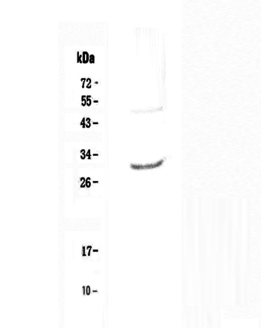 Anti-IL27 Antibody Picoband®