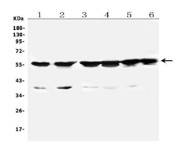 Anti-Cytochrome P450 2B6/CYP2B6 Antibody Picoband®