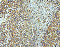 Anti-WNT4 Antibody Picoband®