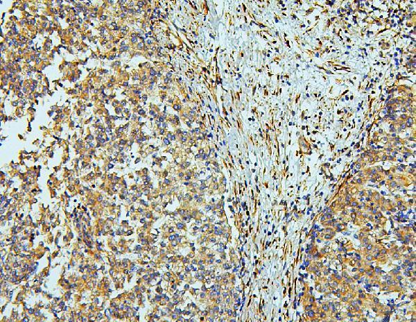 Anti-WNT4 Antibody Picoband®