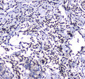 Anti-GFI1 Antibody