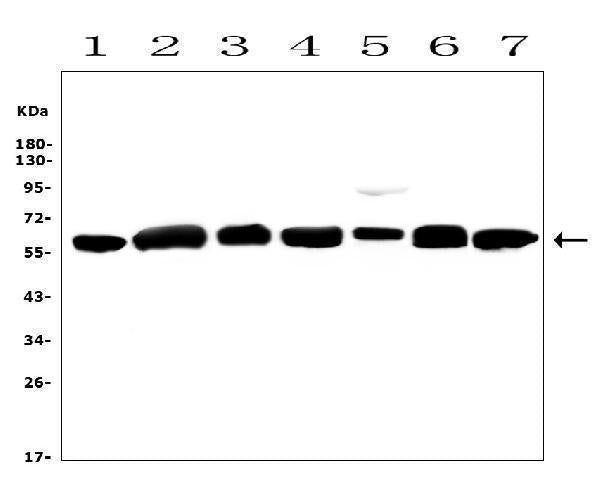 Anti-Calreticulin/CALR Antibody Picoband®