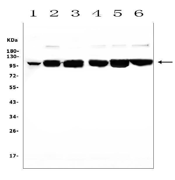 Anti-MCK10/NEP/DDR1 Antibody Picoband®