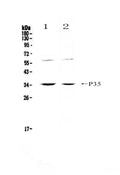 Anti-IL12A Antibody Picoband®