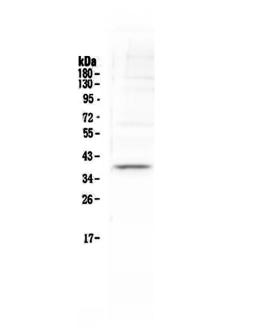 Anti-Tal1 Antibody Picoband®