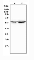 Anti-Cytochrome P450 2A6/CYP2A6 Antibody Picoband®