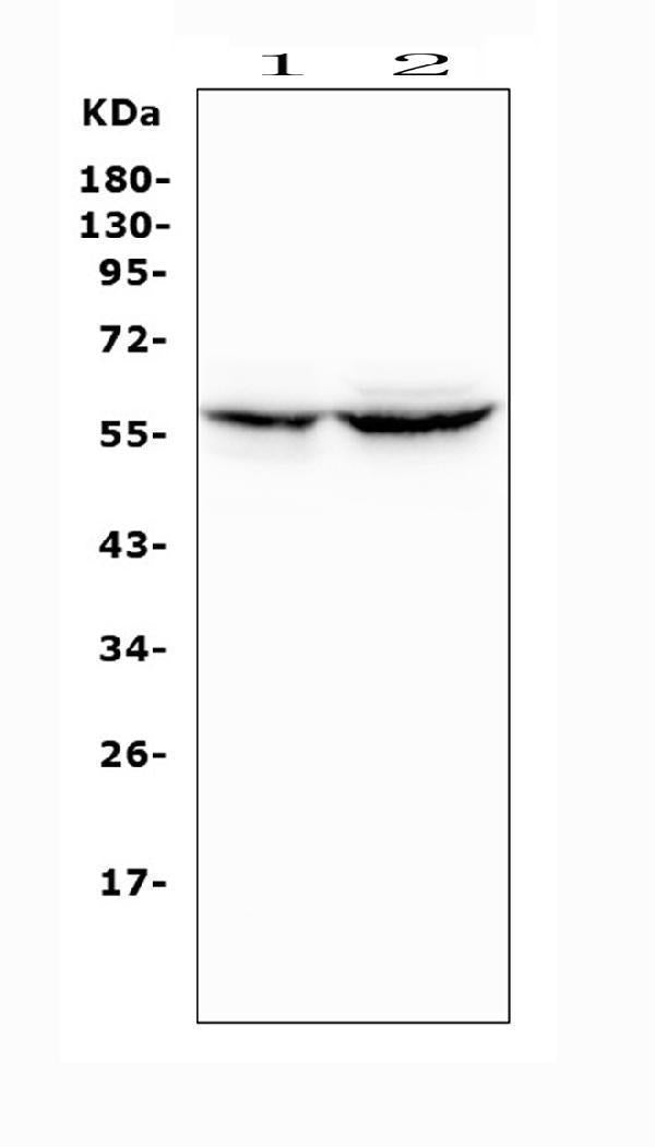 Anti-Cytochrome P450 2A6/CYP2A6 Antibody Picoband®