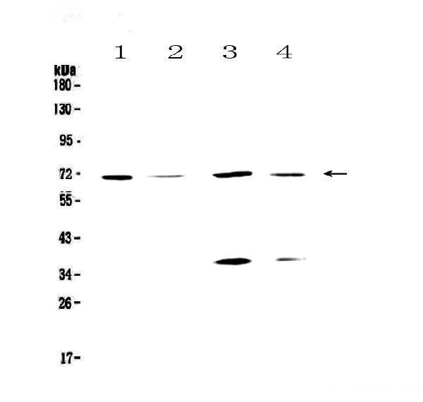 Anti-DNA Polymerase lambda/POLL Antibody Picoband®