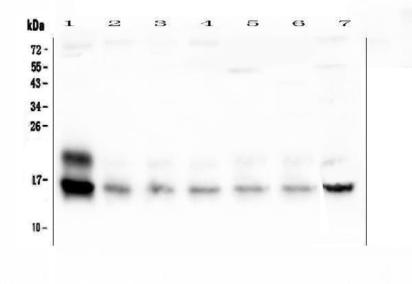 Anti-Cystatin C/Cst3 Antibody Picoband®