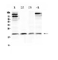 Anti-IL22 Antibody Picoband®